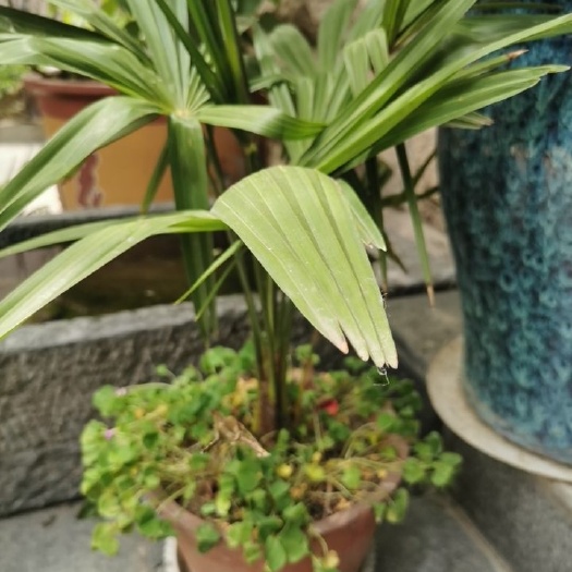 驻马店棕榈树 棕榈