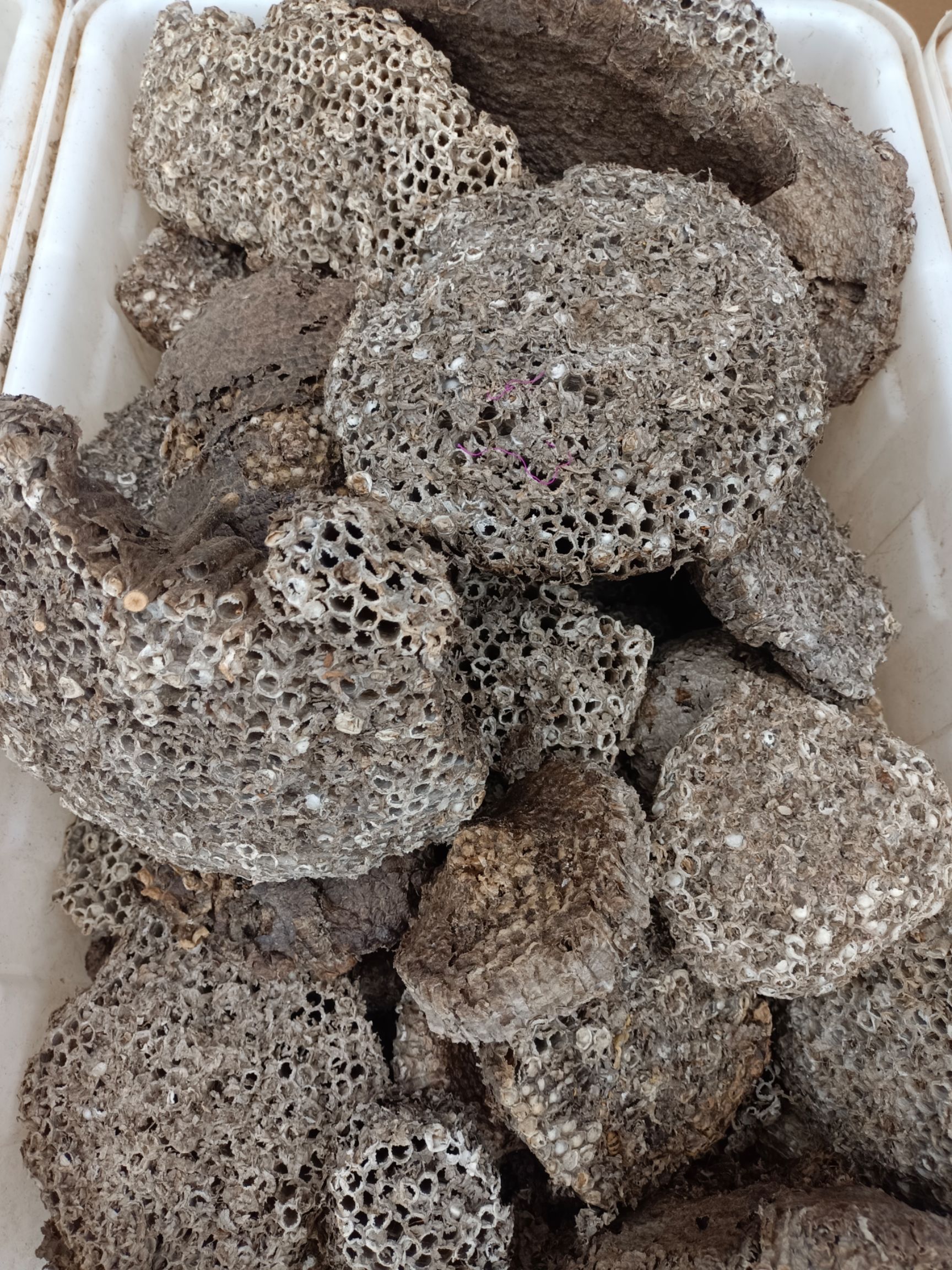 软蜂房正品露蜂房中药材马蜂窝黄蜂房可打蜂房粉中药材店铺