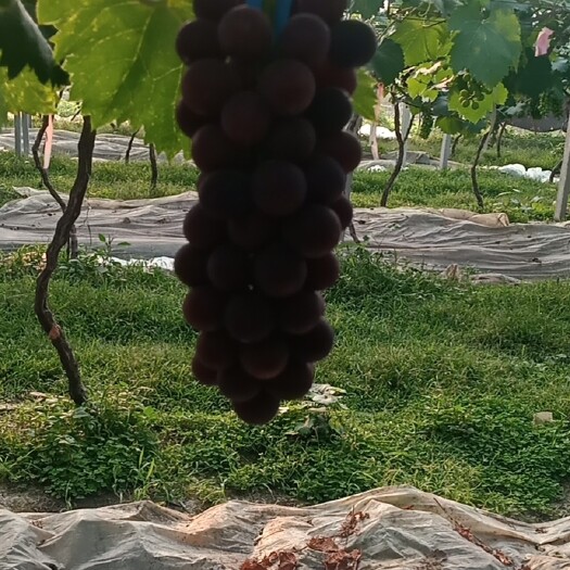 新沂市夏黑葡萄，串行紧凑，果粉好，颗粒大