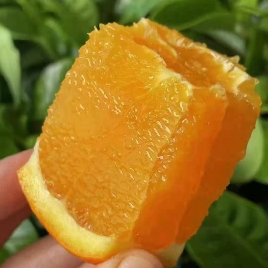 夏橙/密奈夏橙/秭归夏橙/鲜果挂树 产地一手货源批发