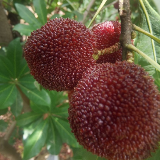 新鲜现摘杨梅
