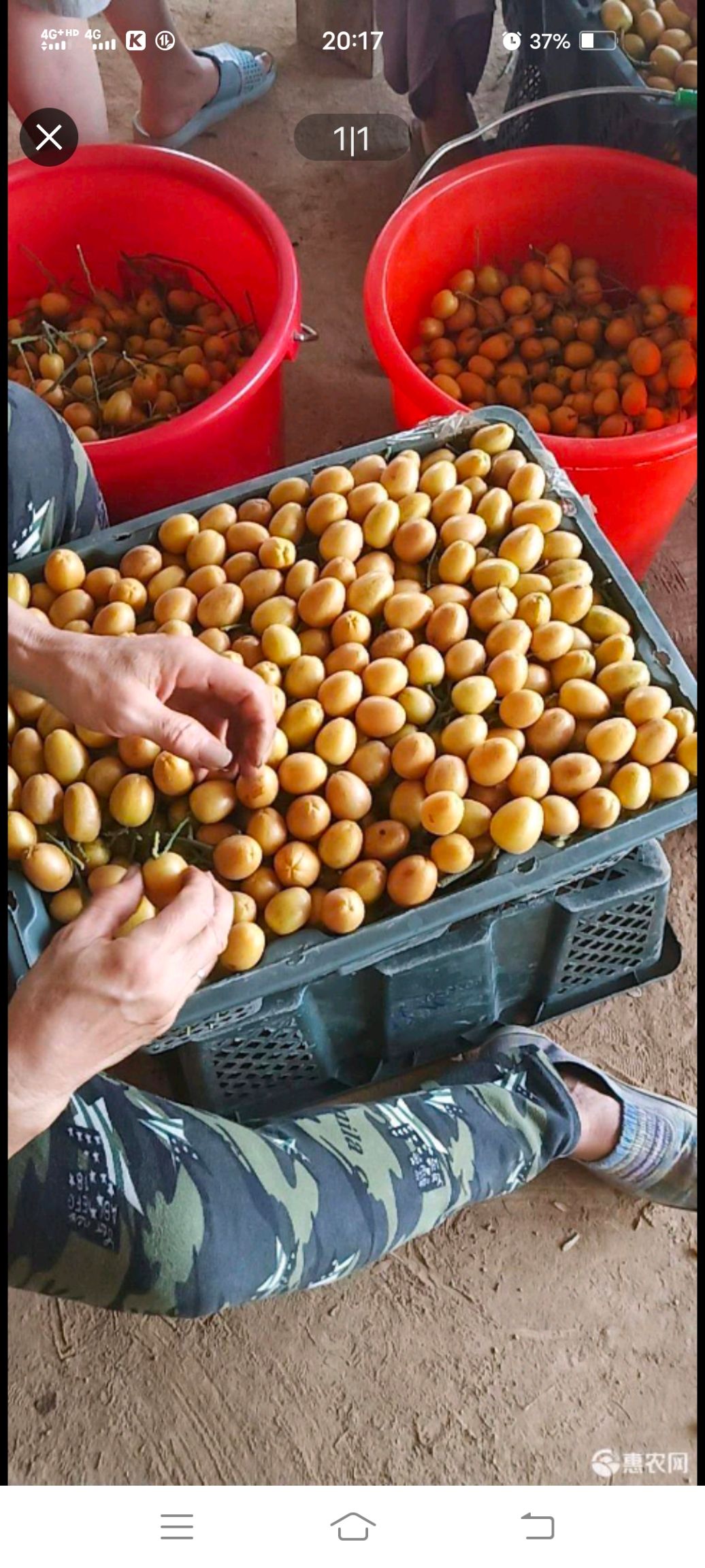 黄皮果 广西壮族自治区桂林市平乐县 