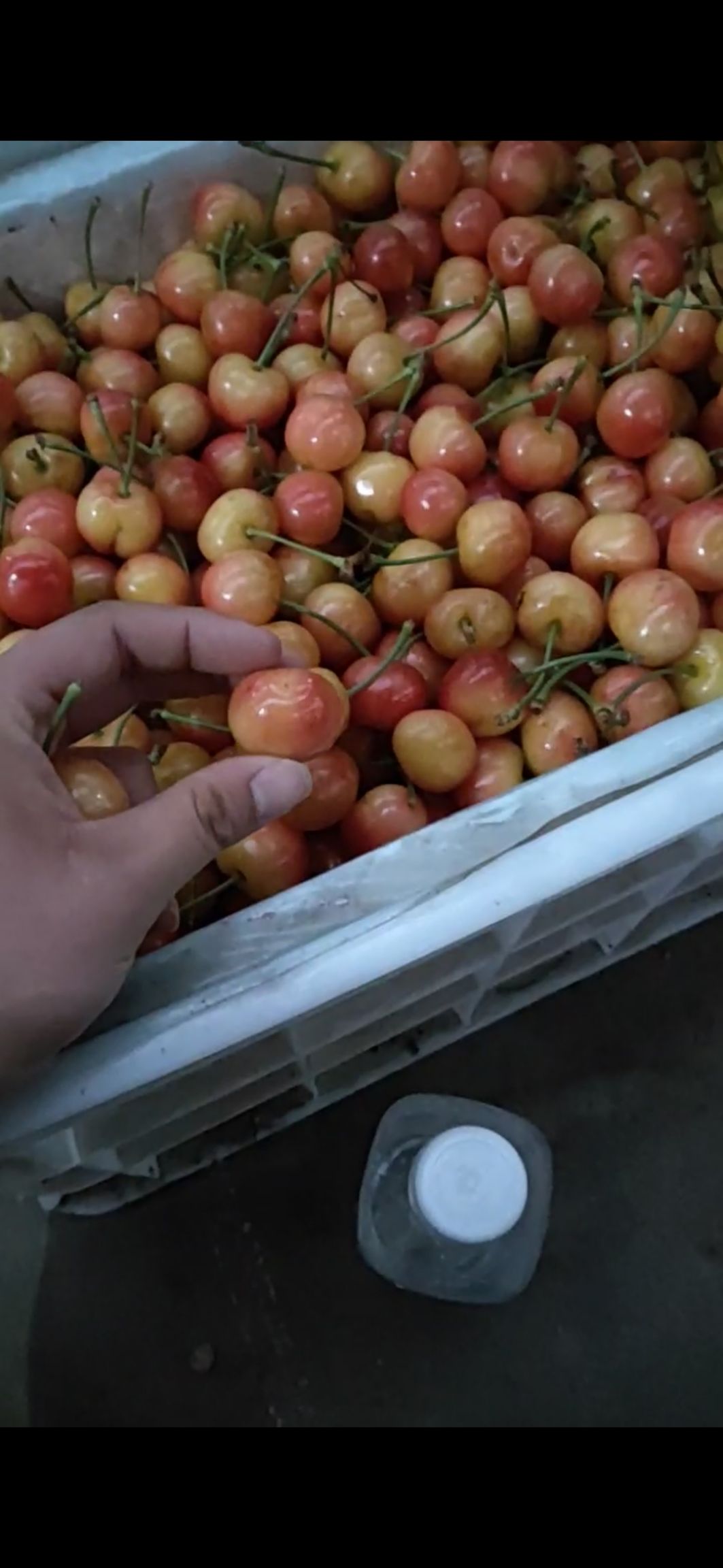  黄蜜樱桃