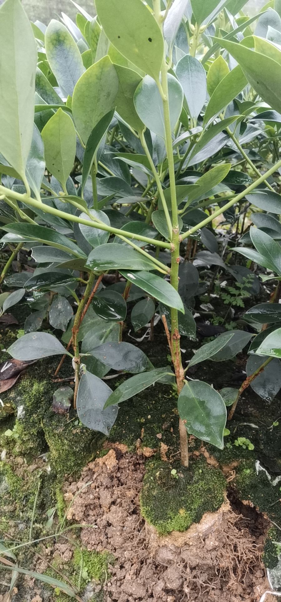 八角树苗  大量现货八角嫁接苗，营养杯苗，地苗