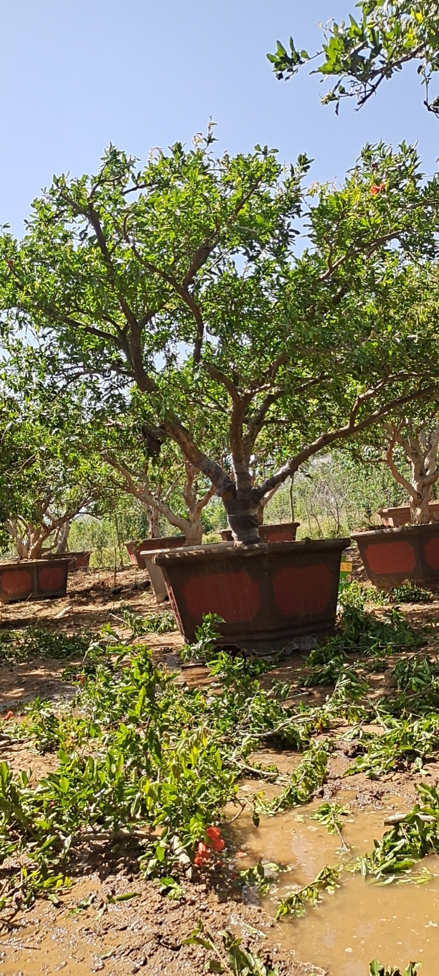 造型石榴树 石榴树