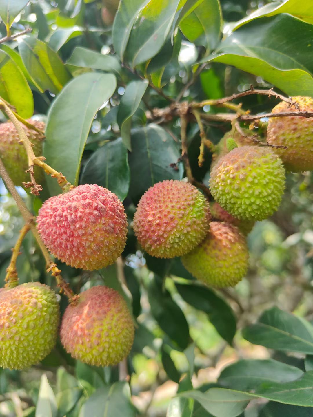 妃子笑荔枝  妃子笑  荔枝