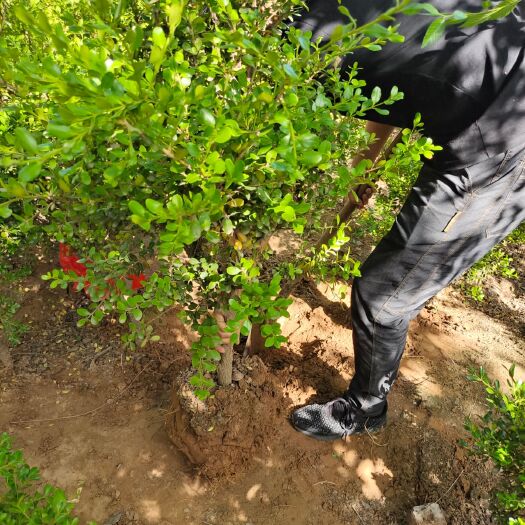 昌乐县瓜子黄杨 常年大量出售黄杨树7年树，家有黄杨必定吉祥价格低需要的询家
