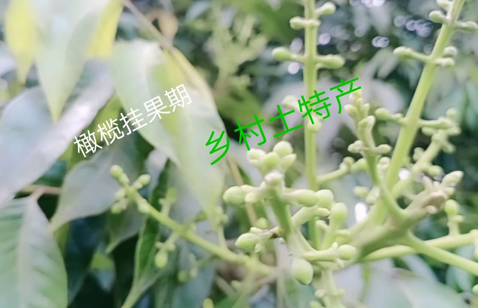 新鲜橄榄精果通货花皮橄榄泡水青果猪肚煲汤橄榄泡酒青果橄榄