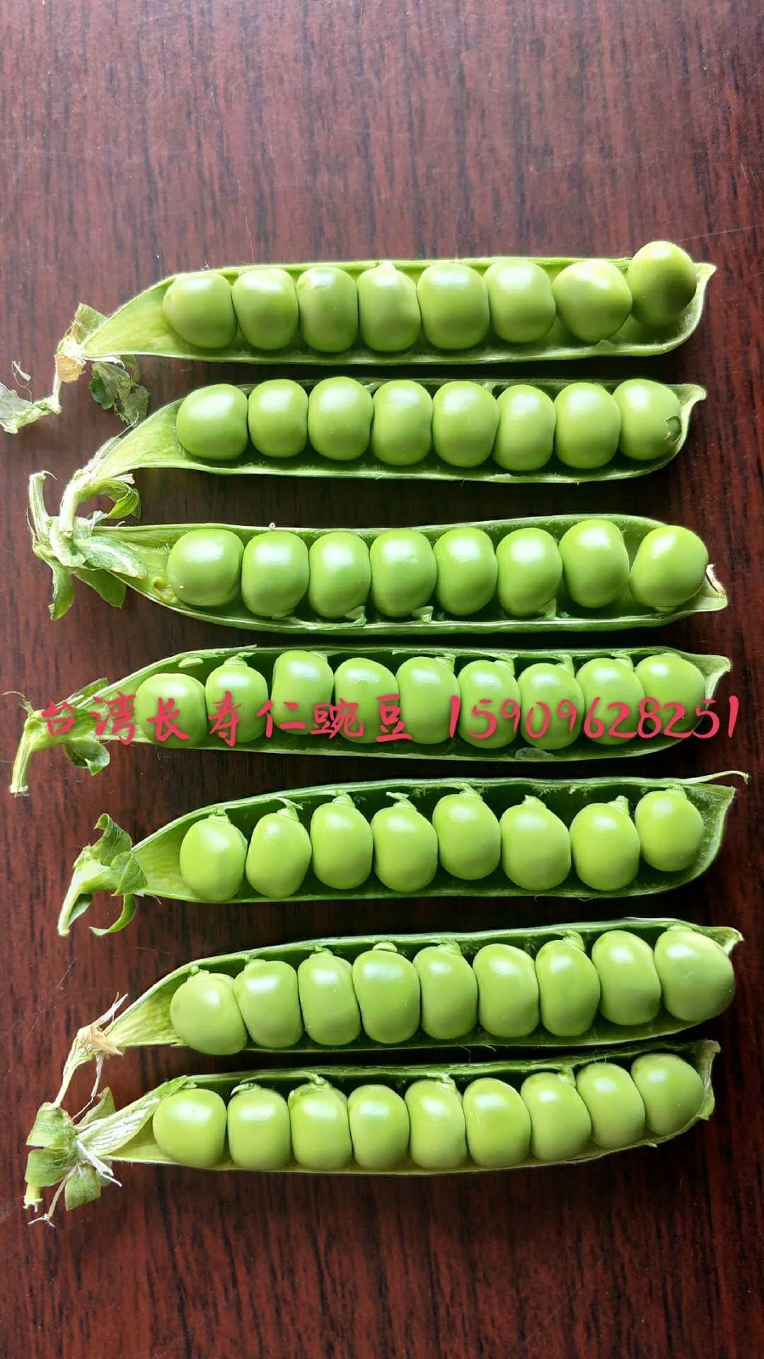 长寿仁豌豆种子  水果豌豆种子 山地大王豌豆种子长寿仁豌豆