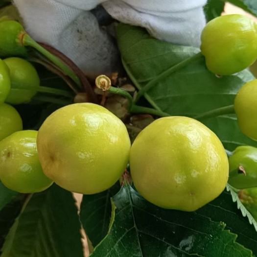 大连樱桃