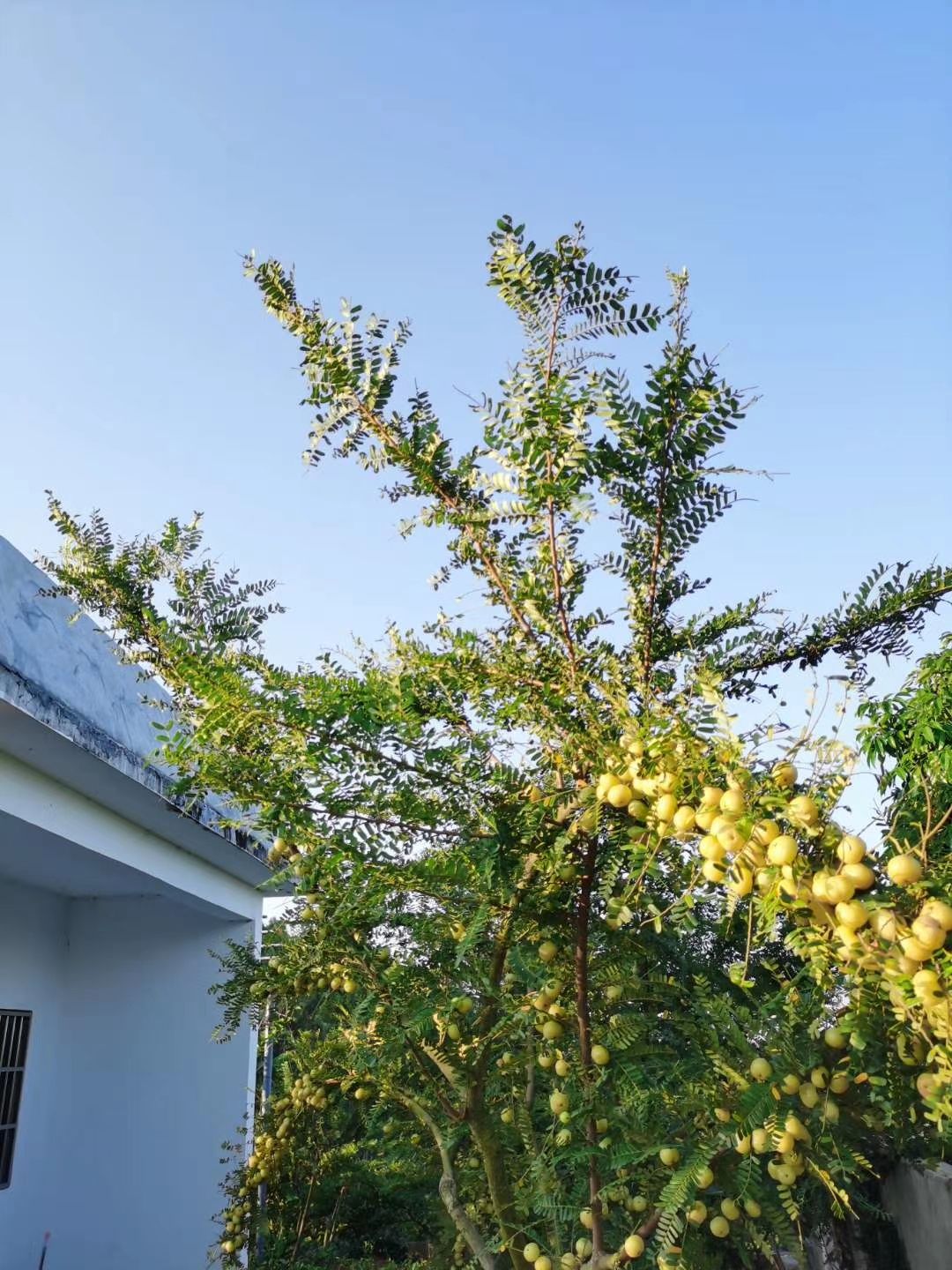油甘果余甘果牛甘果大量上市了产地一手货源稳定供应专业代收代发