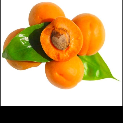 晋州市金太阳杏  精品优质果脯杏，产地直销批发，现摘现发
诚信经营