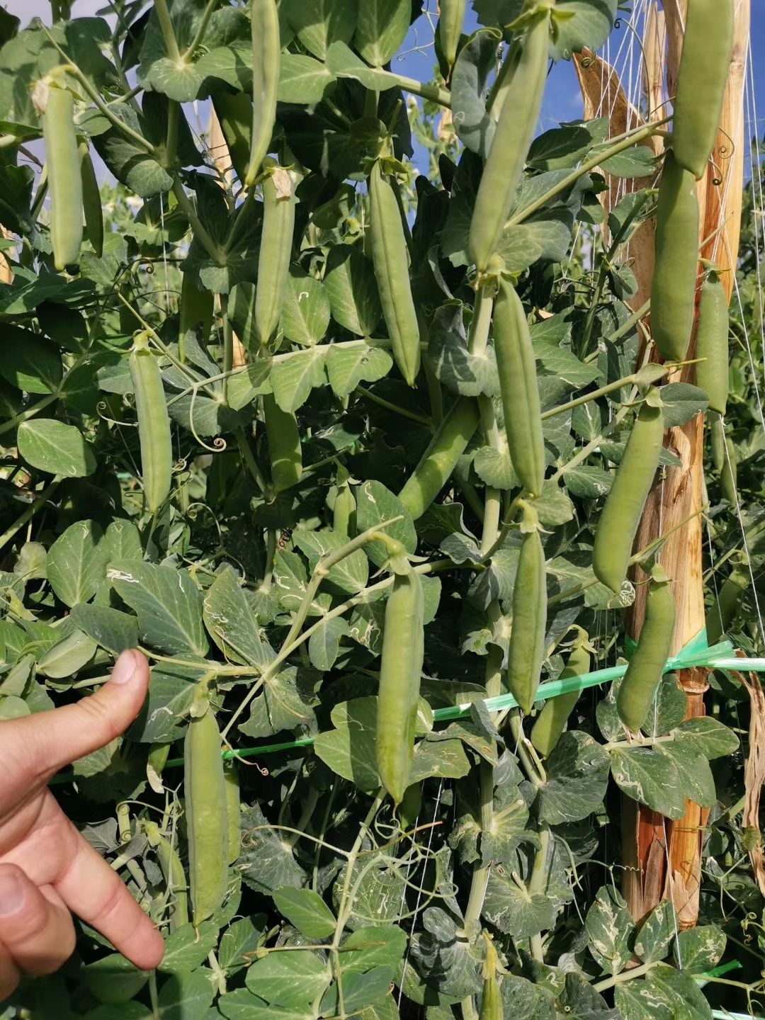 长寿仁豌豆种子  水果豌豆种子 山地大王豌豆种子长寿仁豌豆