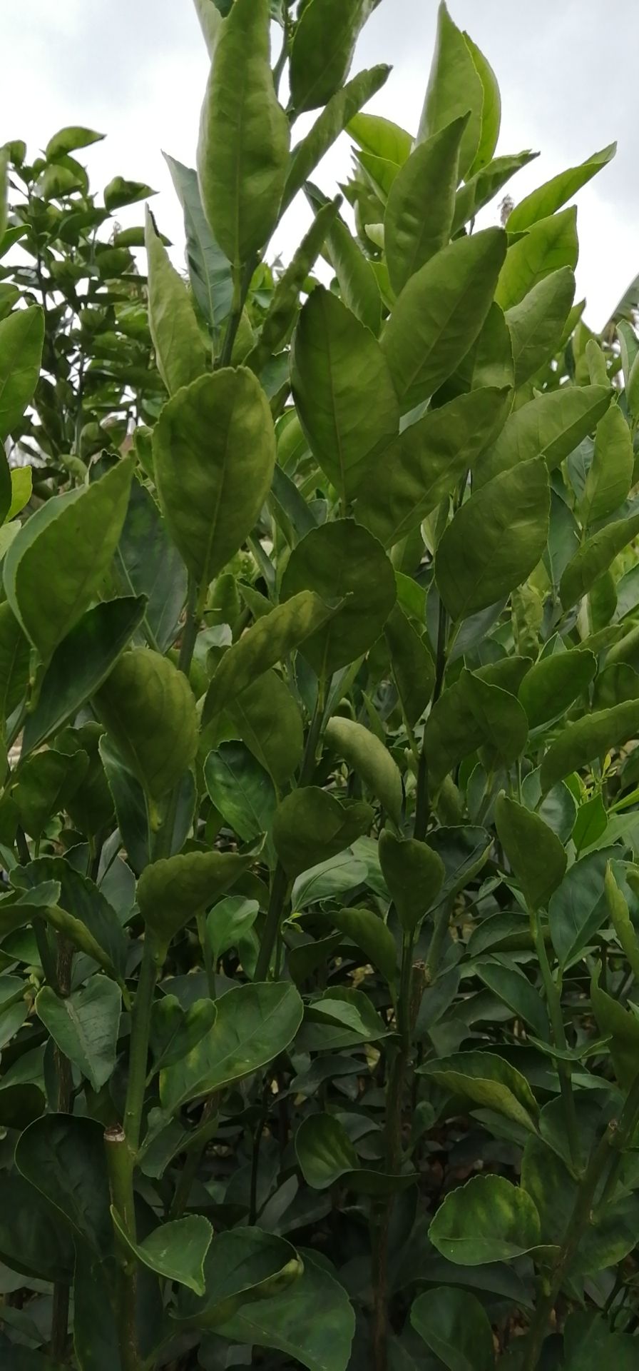 红江橙苗  广东红江橙嫁接苗 红心橙 果树苗 无籽香橙