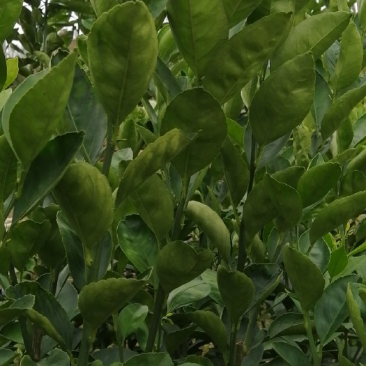 灵山县红江橙苗  广东红江橙嫁接苗 红心橙 果树苗 无籽香橙
