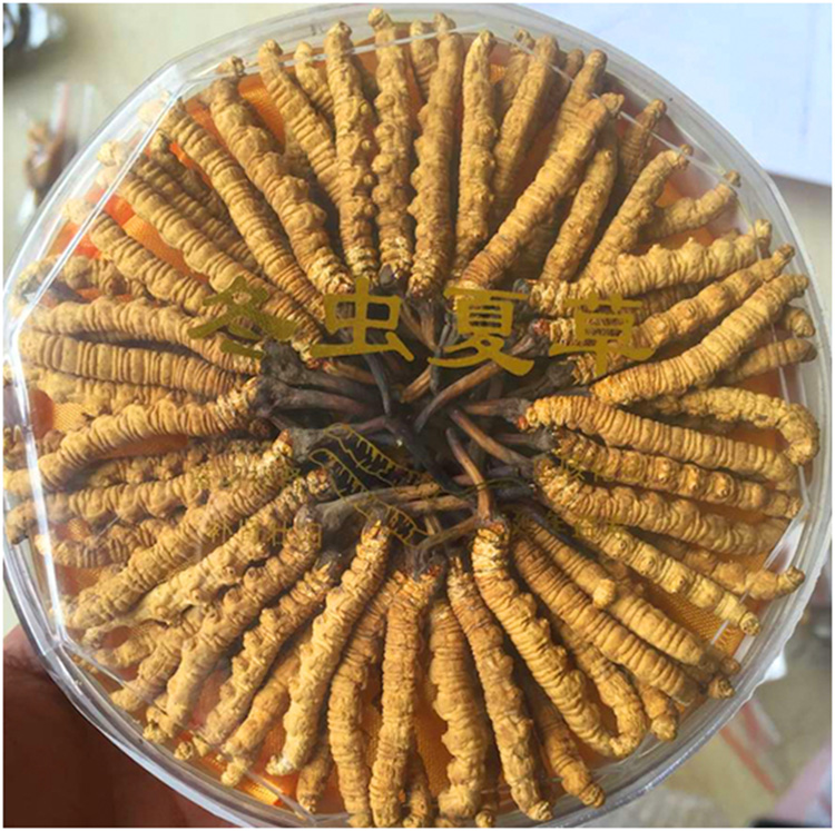  包邮青海果洛玉树西藏那曲新鲜冬虫夏草产地直销