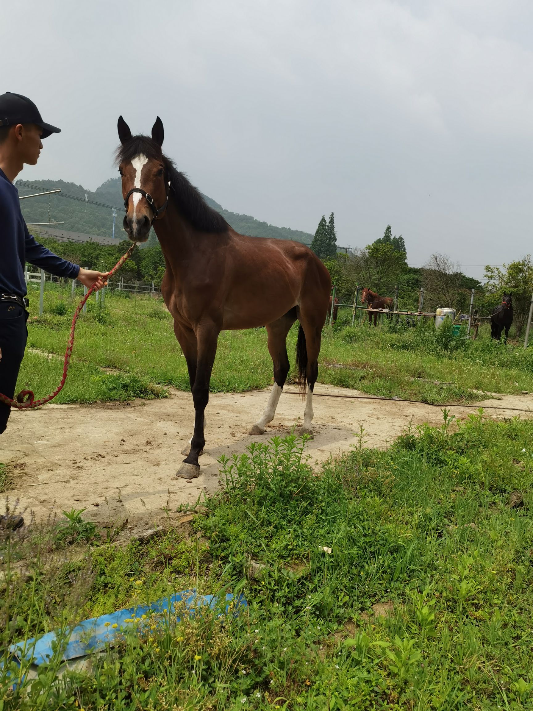 阿拉伯马 各种马匹出售