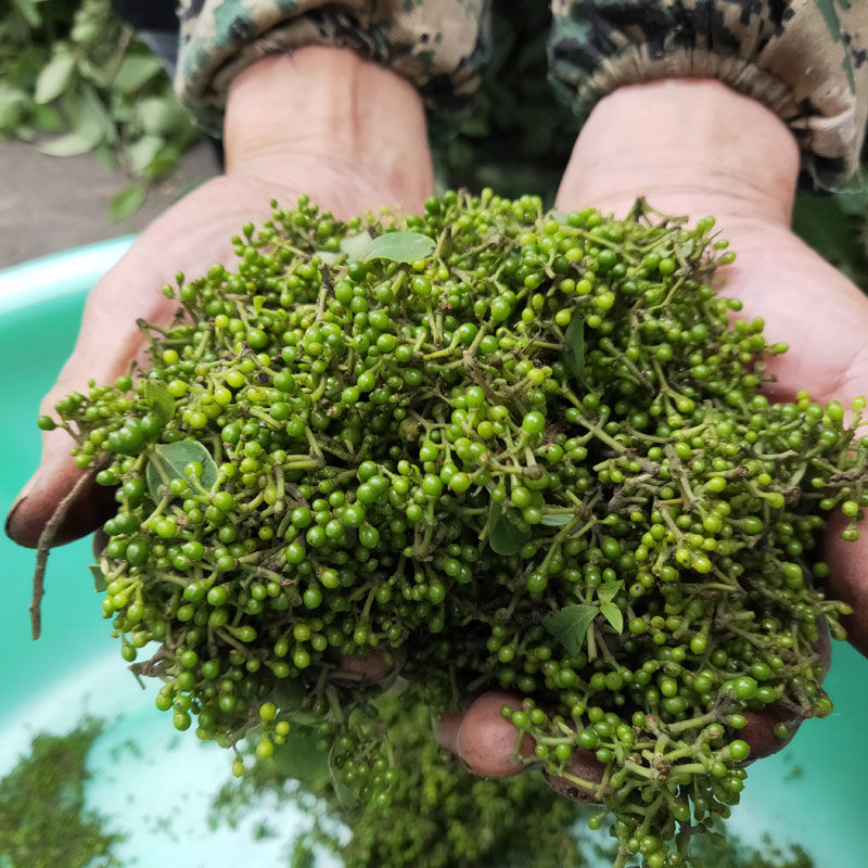 野生新鲜山胡椒山仓子木姜子山胡椒山椒子木姜子现摘现发