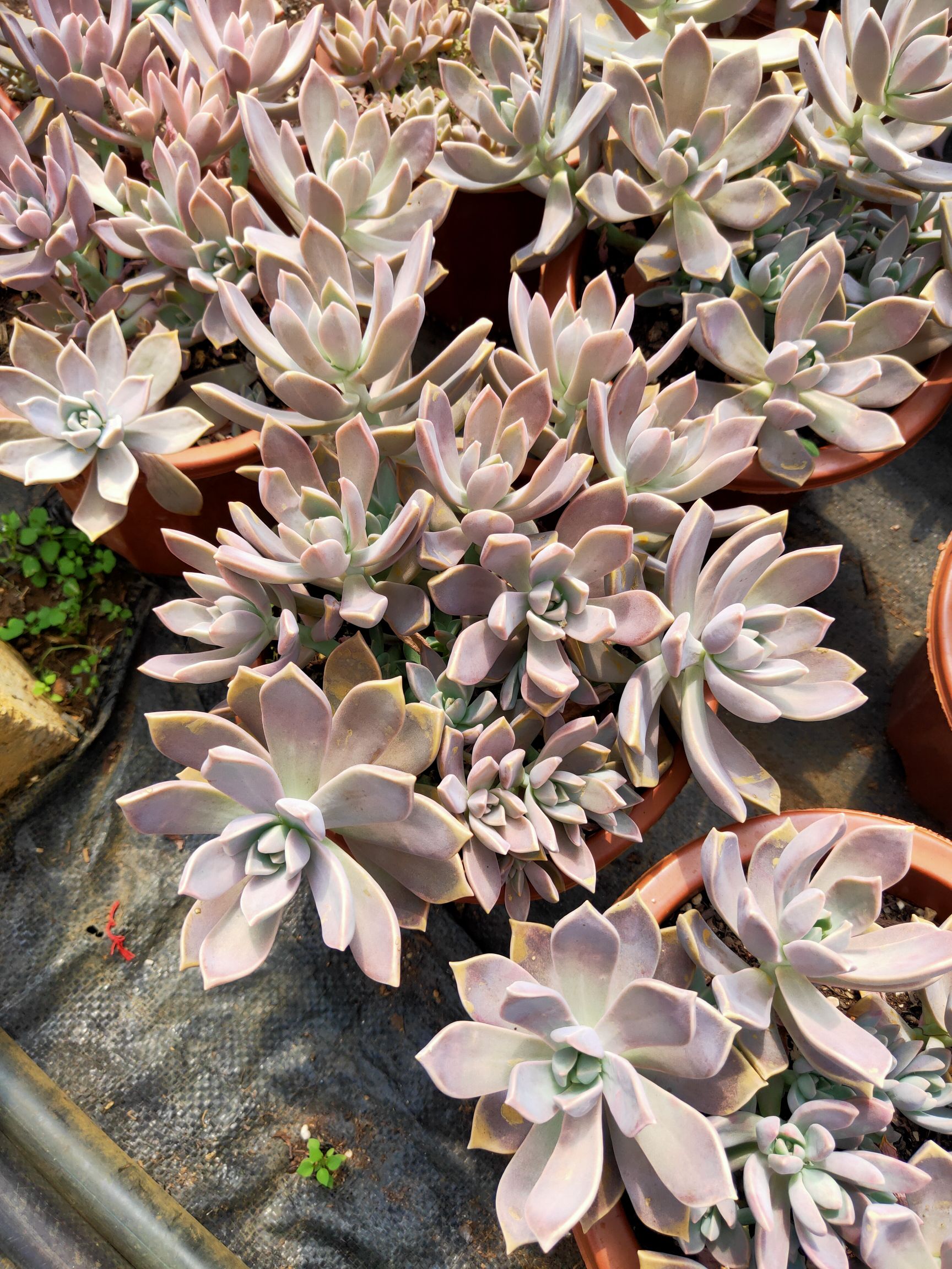 250盆胧月，整桩 仔多，欢迎各位老板下单