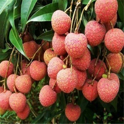 深圳桂味荔枝  深圳南山荔枝