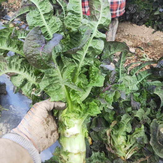香格里拉青叶莴笋 云南省迪庆藏族自治州香格里拉市 