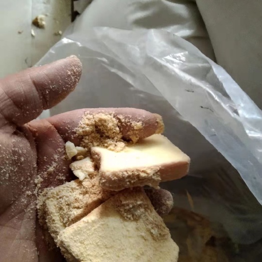 南宁 面包边蛋白高，是养殖价廉的好东西。