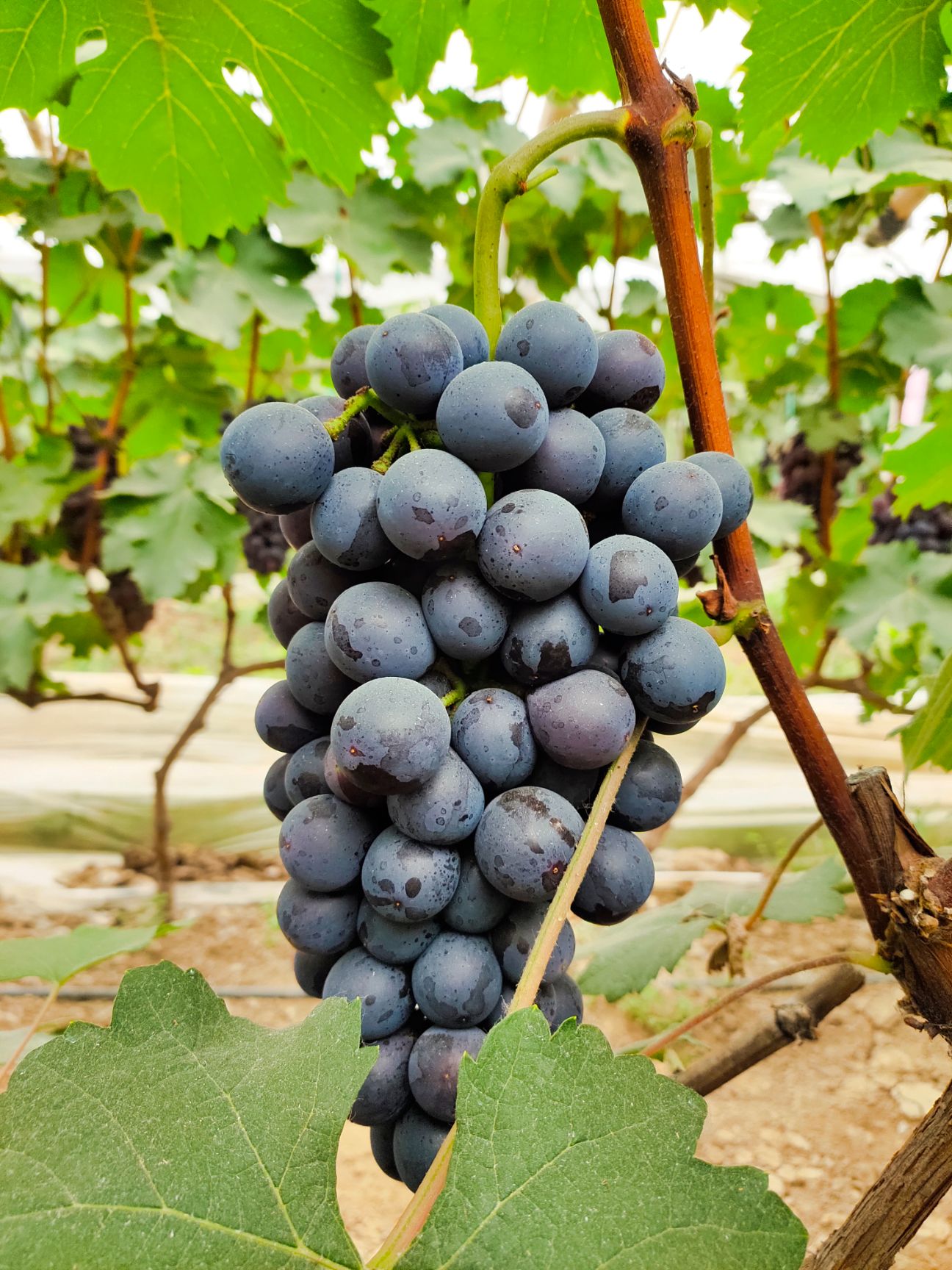  夏黑葡萄开园了