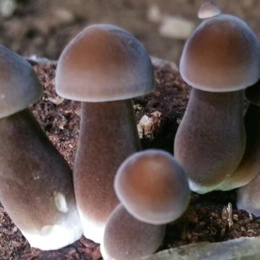 曲周县鸡枞菌菌种 黑皮鸡枞菌种黑皮鸡枞菌包覆土即可出菇食用菌菌种母种原种栽培种