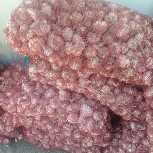 濉溪县红皮蒜 有味
