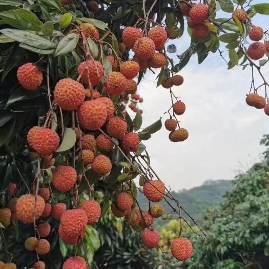 广州 广州市增城桂味荔枝