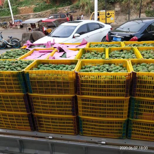 百色台农芒 广西壮族自治区百色市右江区 小台农，大台农