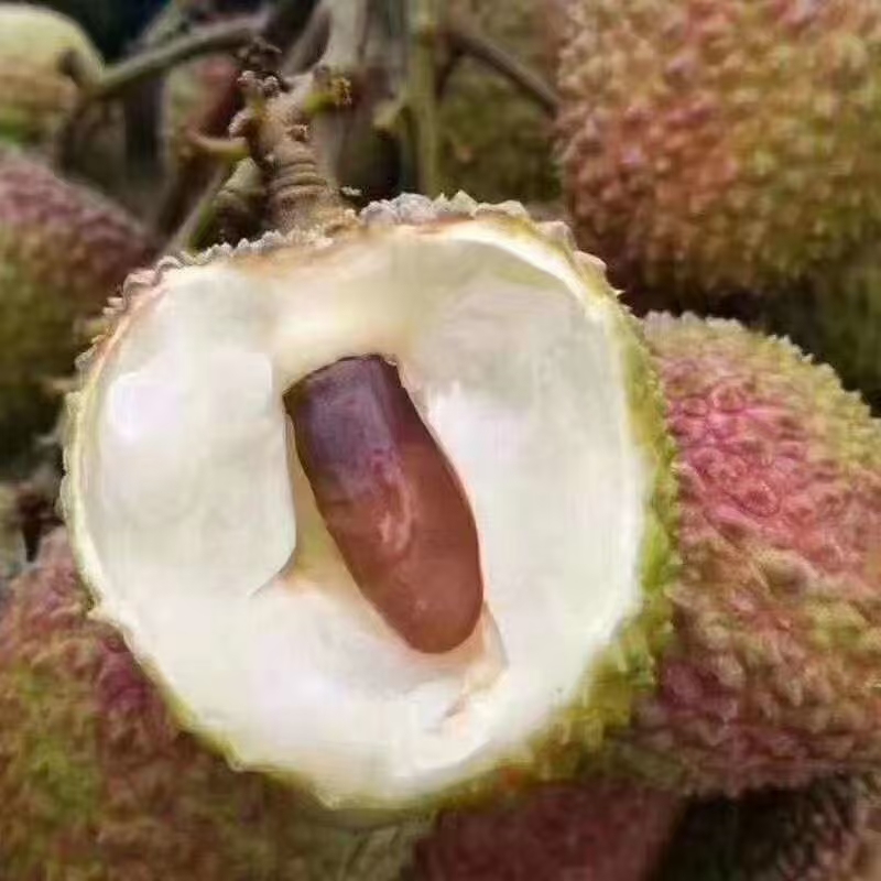 妃子笑荔枝 荔枝