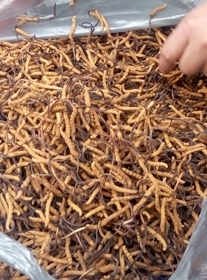  包邮青海果洛玉树西藏那曲新鲜冬虫夏草产地直销