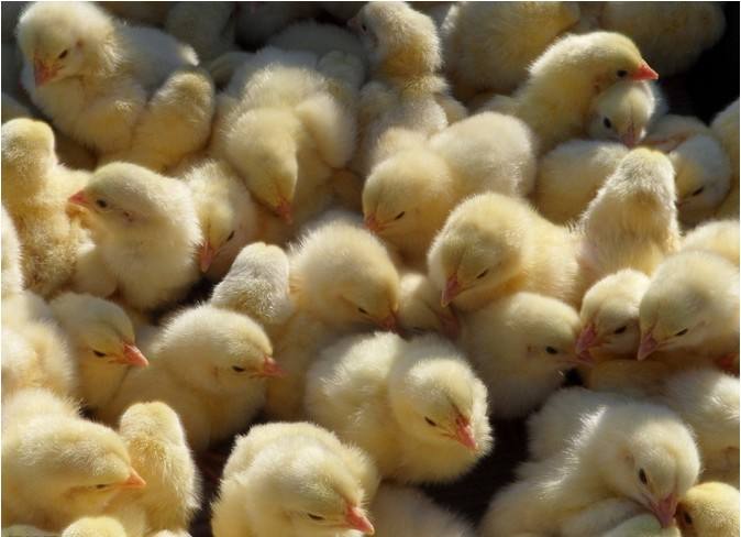 供应黄土鸡苗，广西黄土鸡，三黄鸡，注射液氮疫苗运输包路损