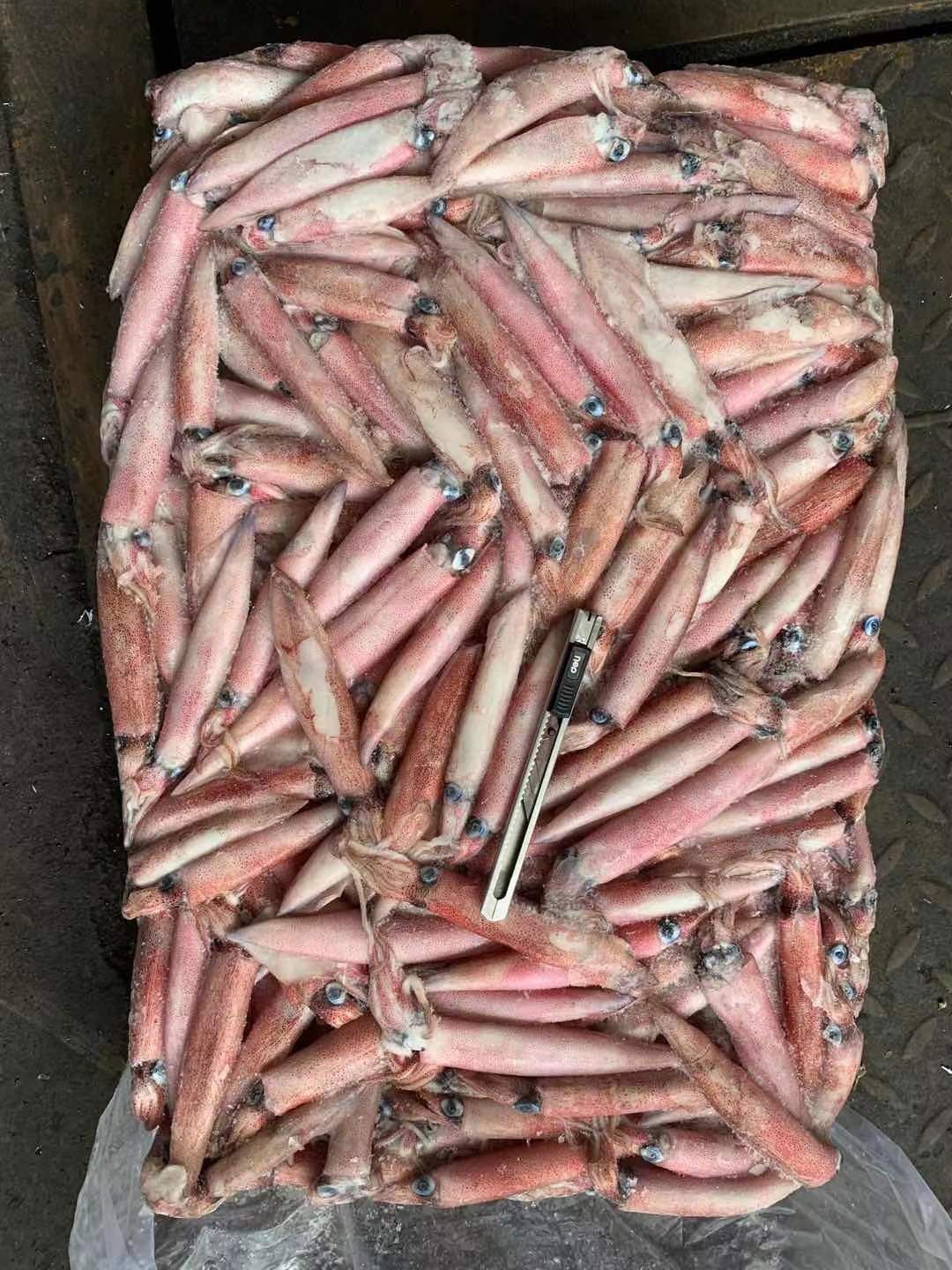 枪乌贼  辣椒鱿鱼批发红管批发红鱿批发水产冻品批发