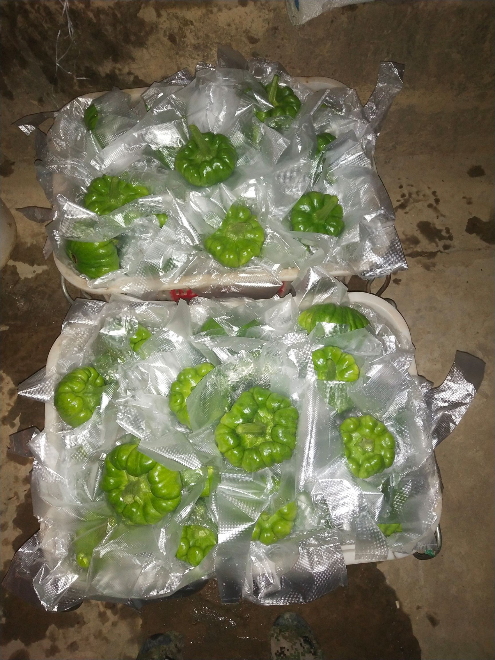 姜柄瓜 南瓜和黄瓜