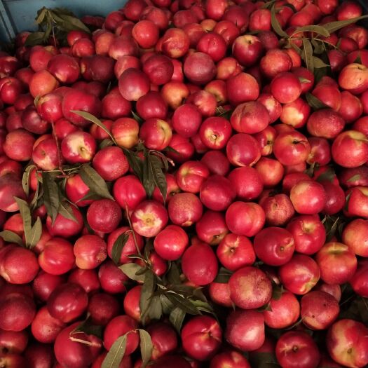 中油油桃 露天中油四油桃上市