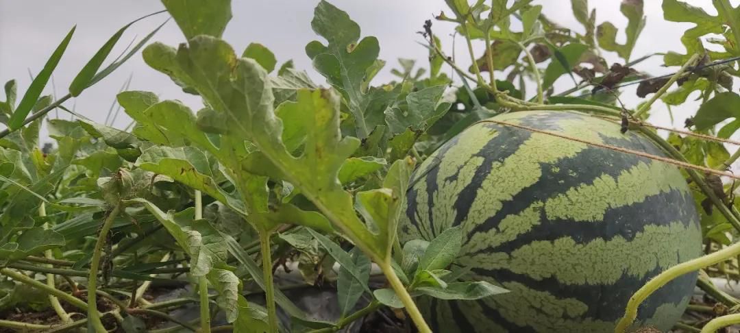 甜王西瓜 河北清苑西瓜热销中