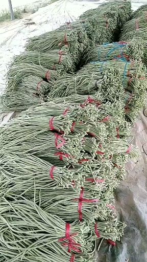 绿龙豆角 精品长豆角，条直条顺口感好，现已大量上市有意着请联系我