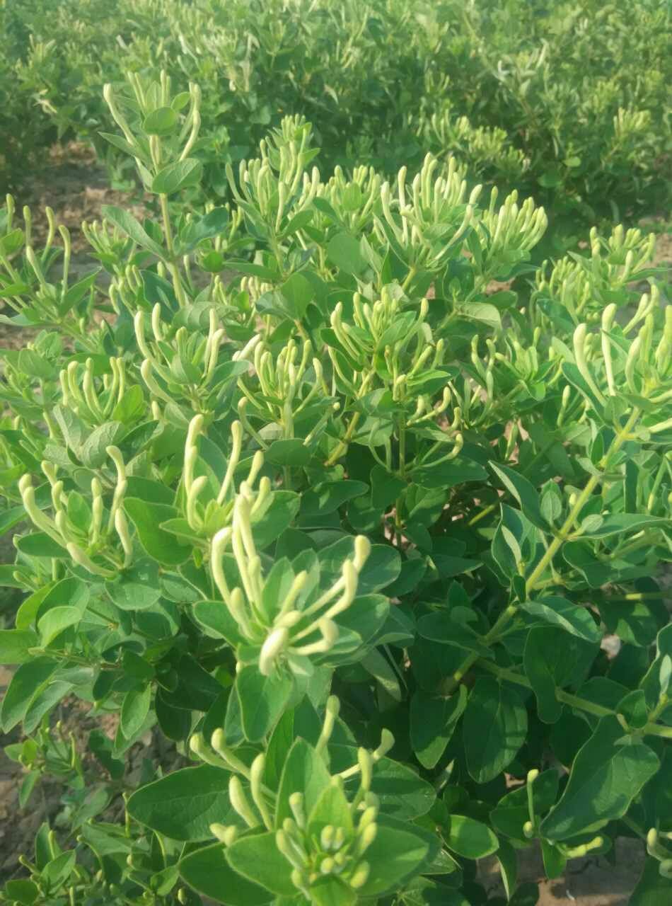 四季金银花苗 树型金银花苗木 优良品种产量高 金银花之乡直供
