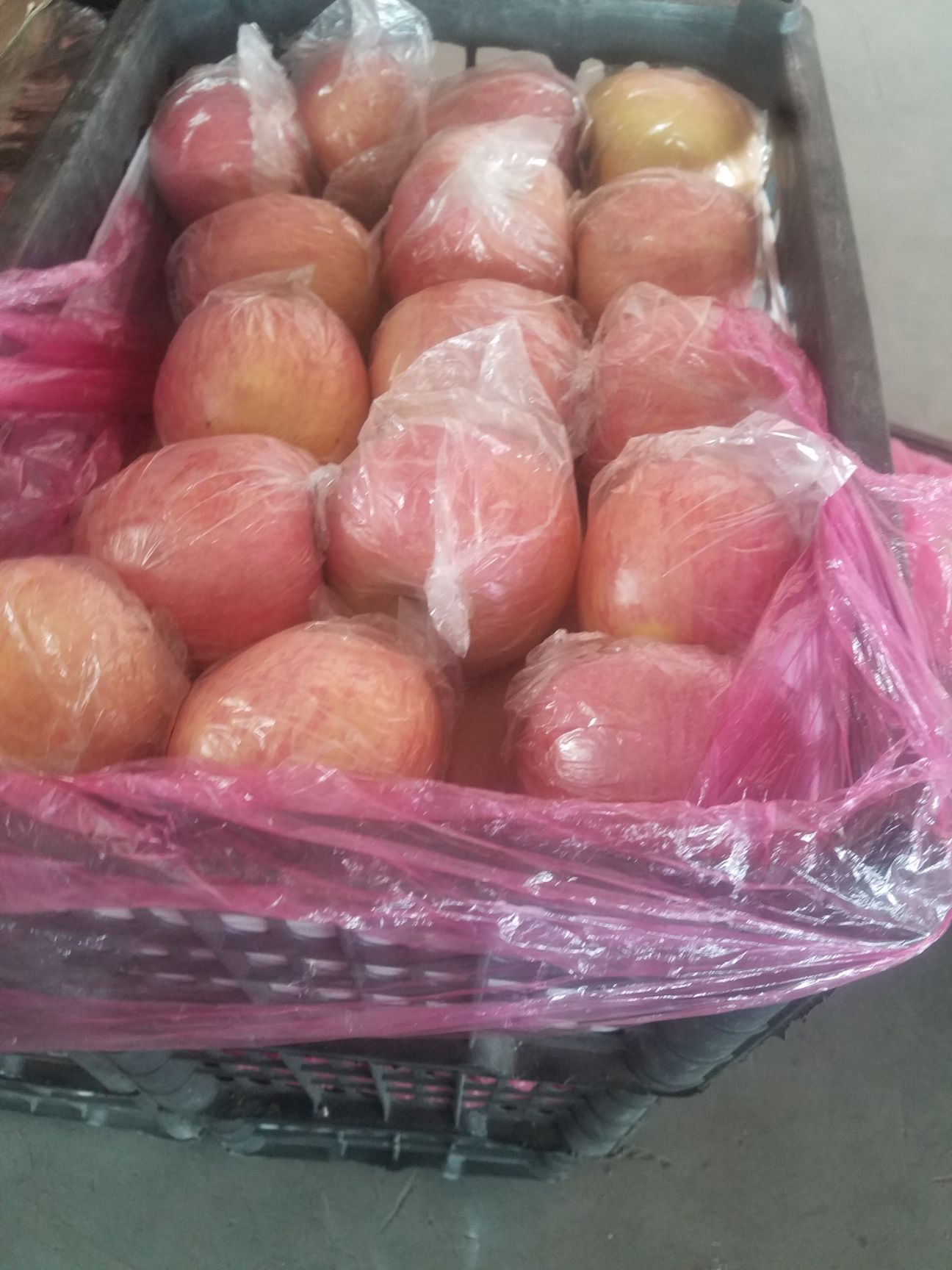 红富士苹果 纸加膜大量出货中