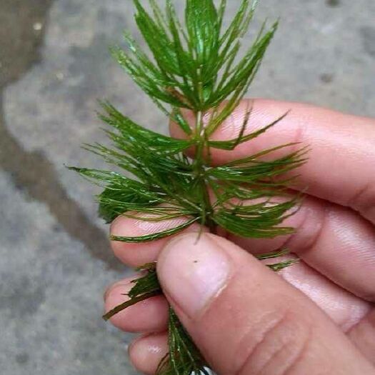 安新县水生细叶芒  水草苦草菹藻黑藻金鱼草各种沉水植物