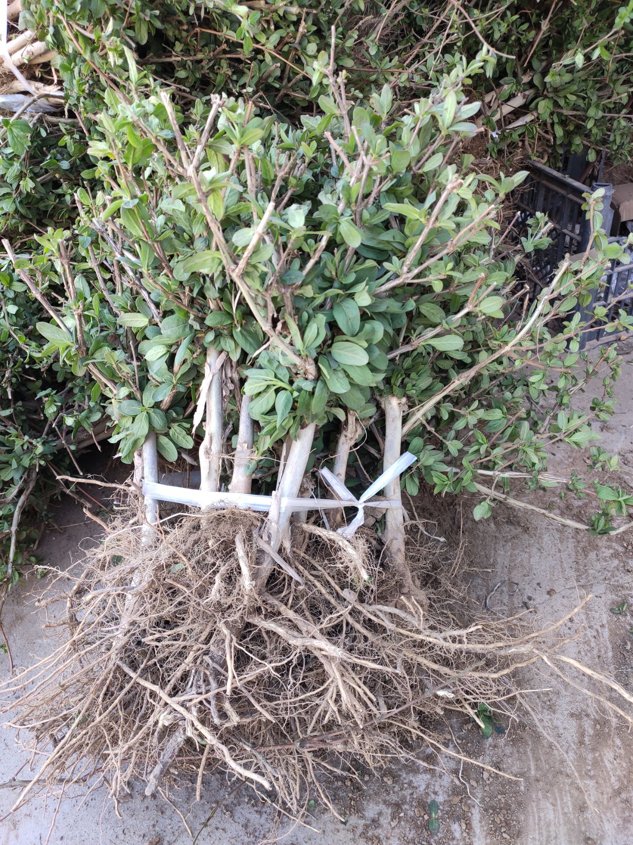 四季金银花苗 树型金银花苗木 优良品种产量高 金银花之乡直供