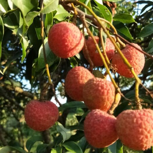 灵山县白糖罂荔枝 广西灵山荔枝