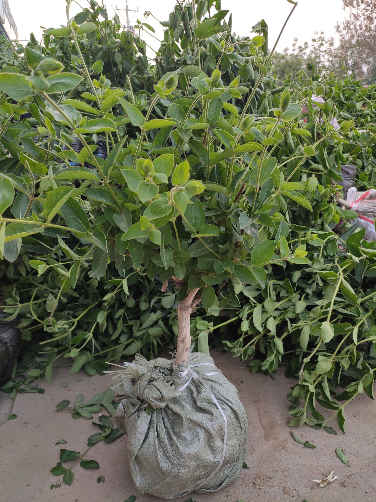 四季金银花苗 树型金银花苗木 优良品种产量高 金银花之乡直供