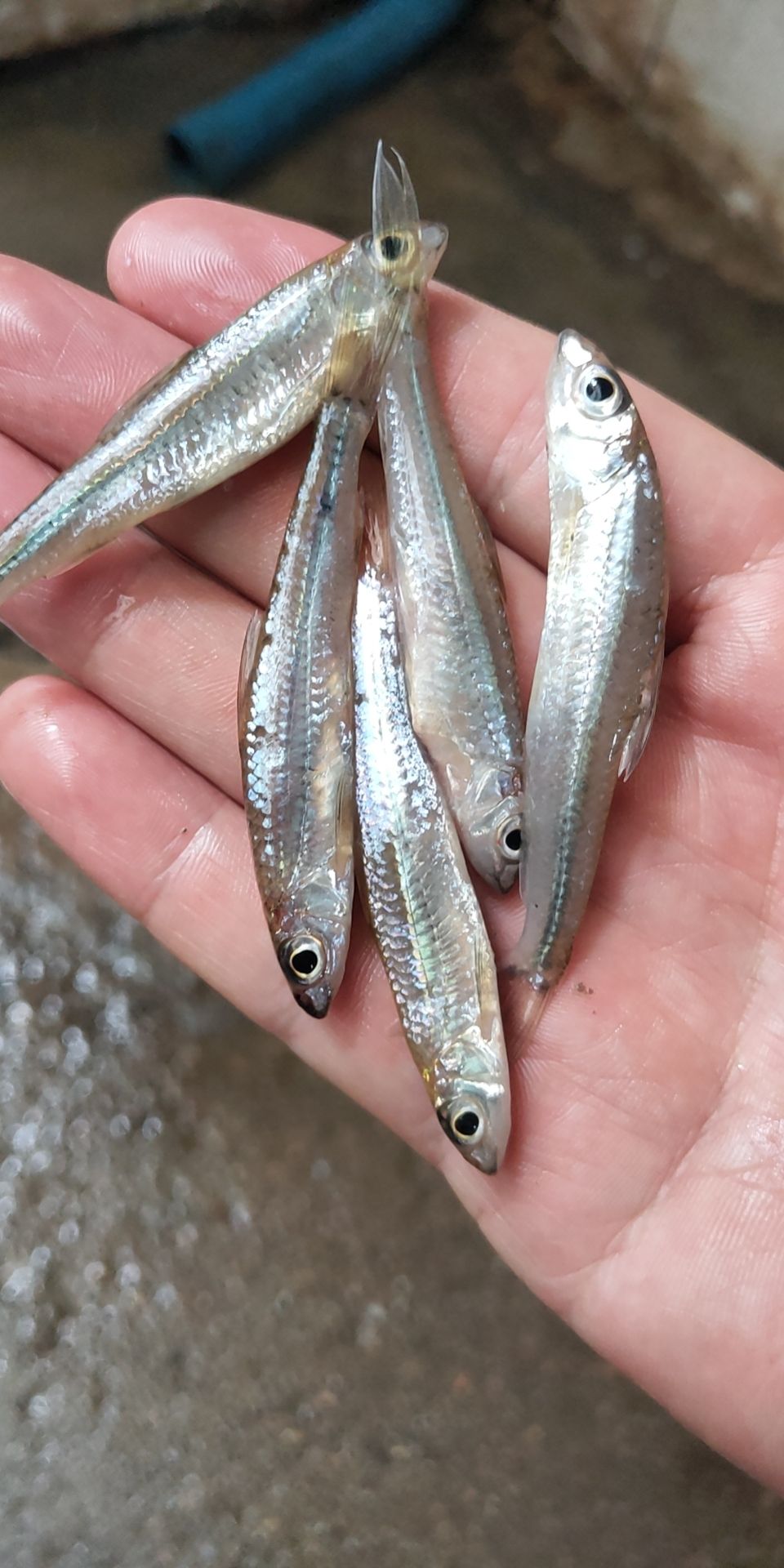 白条鱼  肉眼鱼 亮眼鱼