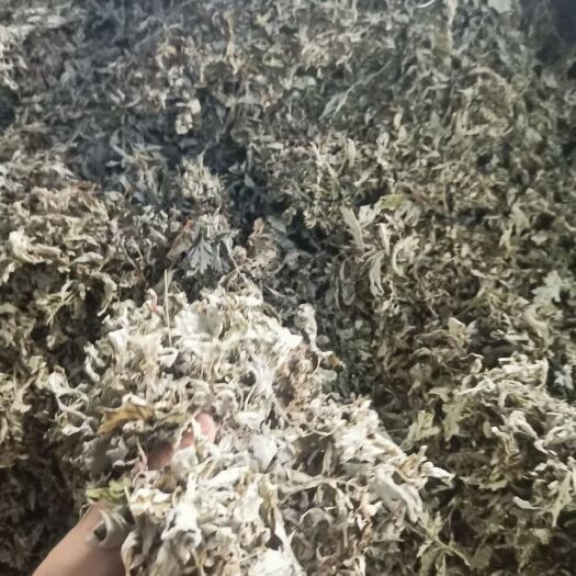 漯河艾草 干艾叶