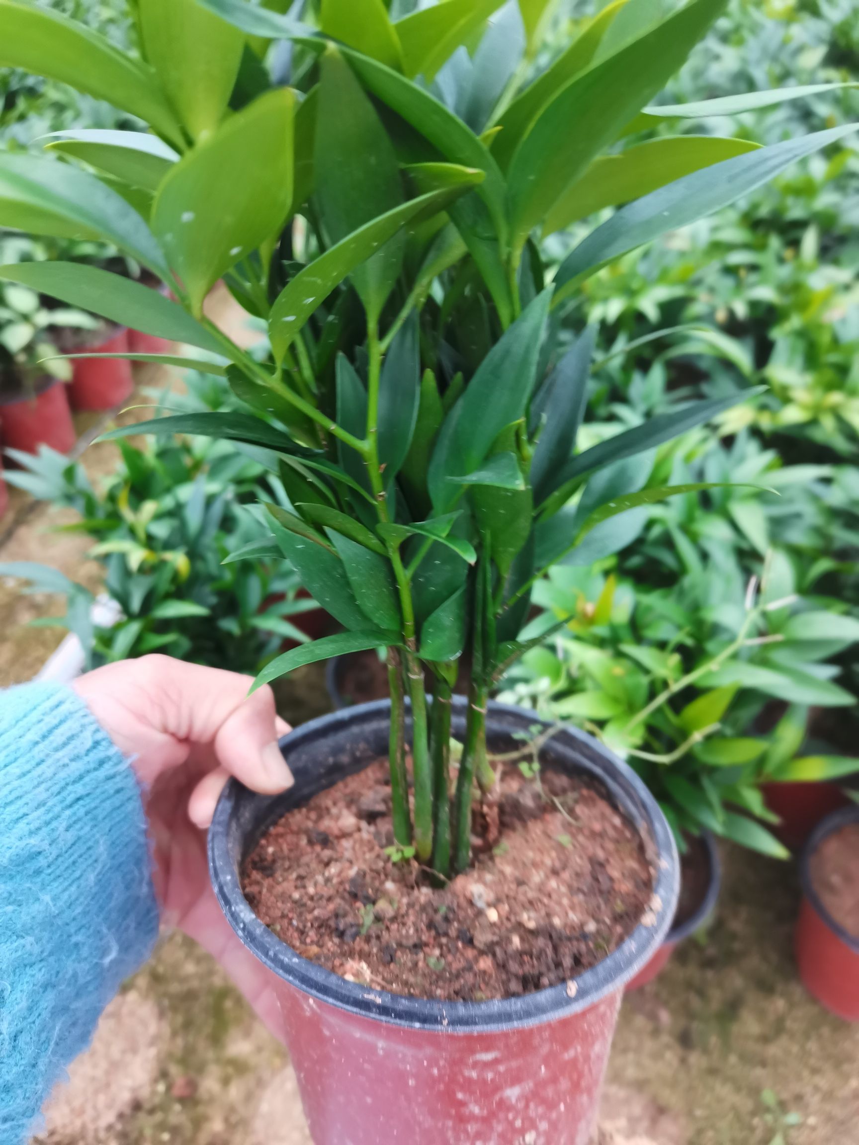 长叶竹柏  竹柏盆栽 室内绿植 正宗驱蚊植物长寿竹 净化空气四季常青 抗