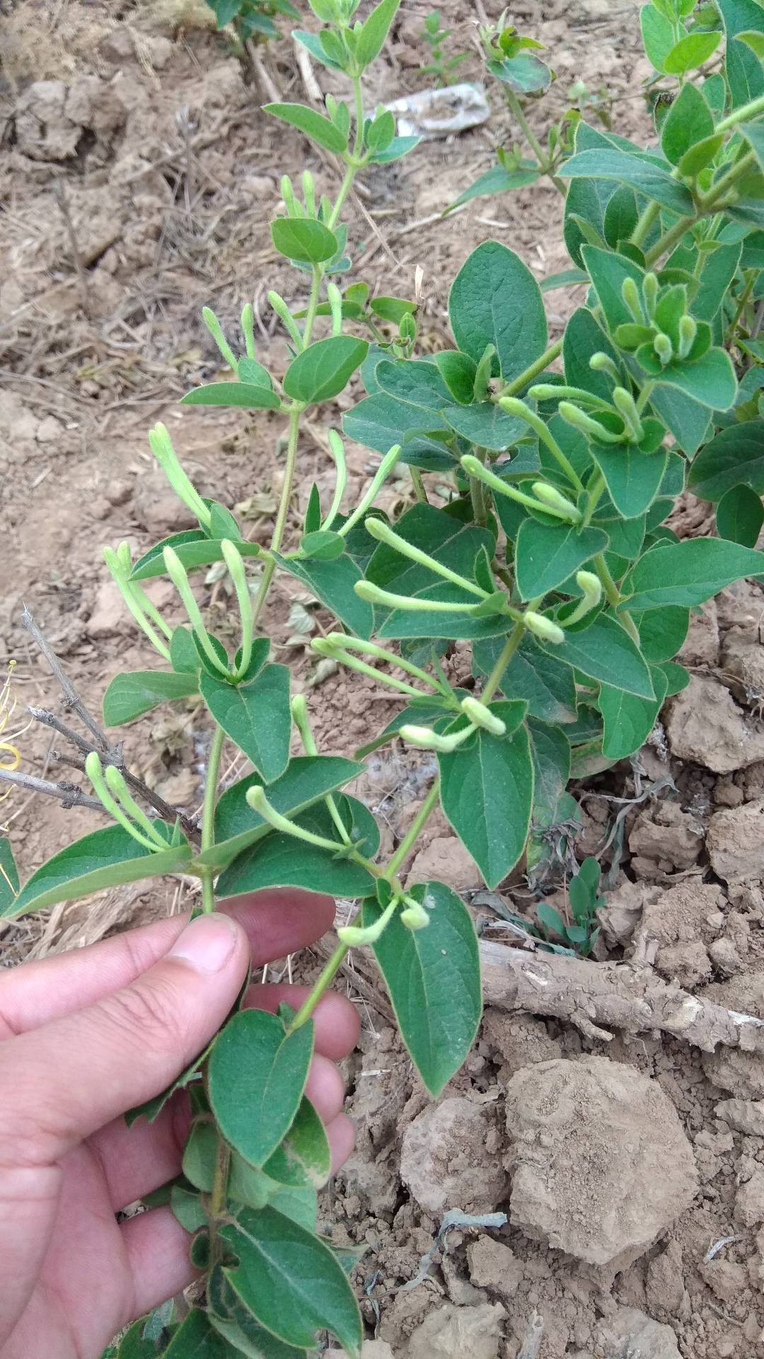 四季金银花苗 树型金银花苗木 优良品种产量高 金银花之乡直供