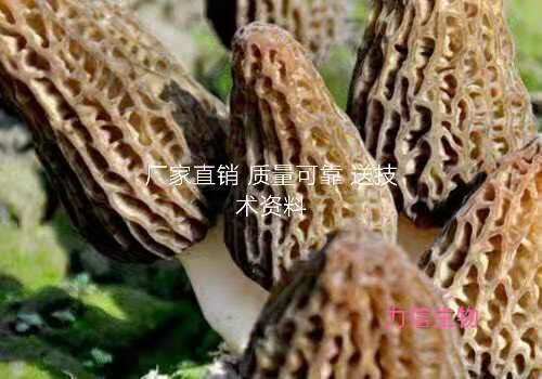 曲周县羊肚菌菌种  羊肚菌食用菌菌种母种原种栽培栽培种